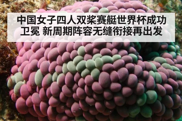 中国女子四人双桨赛艇世界杯成功卫冕 新周期阵容无缝衔接再出发